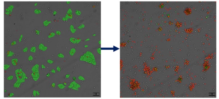 Magicell-NK具有高度細胞毒殺能力